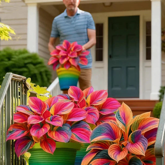 Rare Multicolor Hosta Seeds + Free Plant Growth Serum Supplement