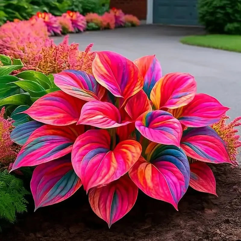 Rare Multicolor Hosta Seeds + Free Plant Growth Serum Supplement