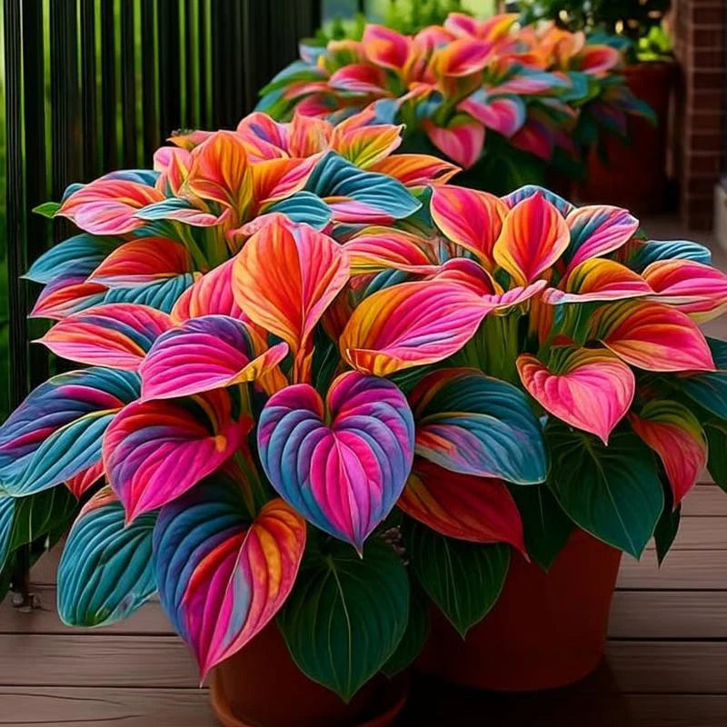 Rare Multicolor Hosta Seeds + Free Plant Growth Serum Supplement